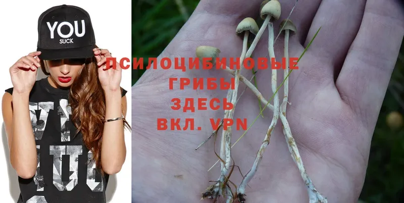 Псилоцибиновые грибы Psilocybine cubensis  где продают наркотики  Венёв 